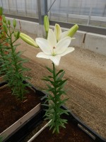 [5010 Annemarie s Dream No02.JPG]